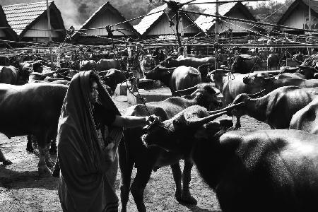 Buffalo market