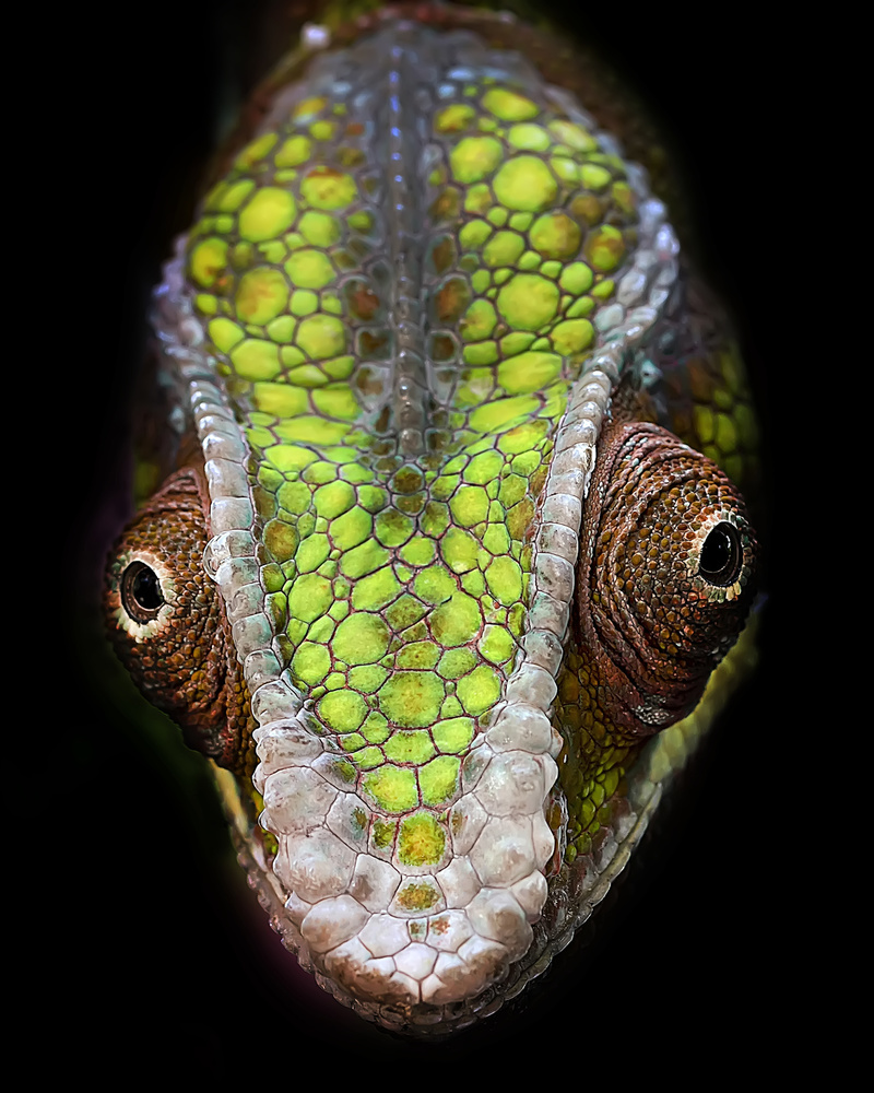 Chameleons Head od Fauzan Maududdin