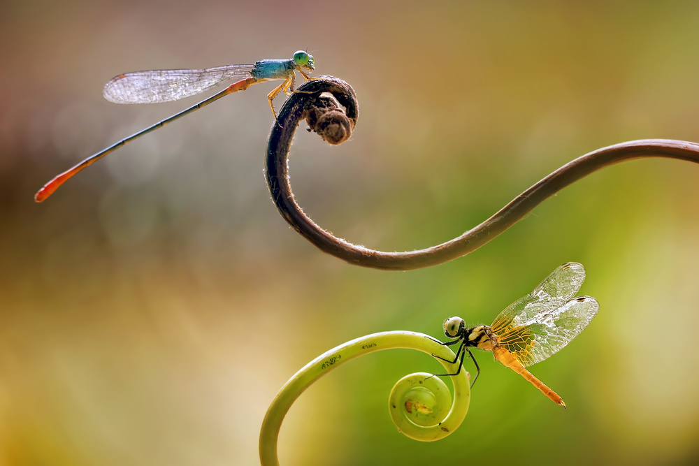 Damselfly - Little Dragonfly od Fauzan Maududdin