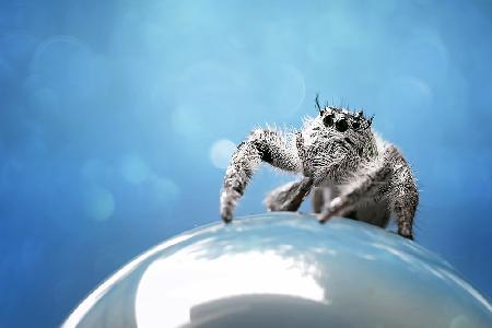 White Phidippus