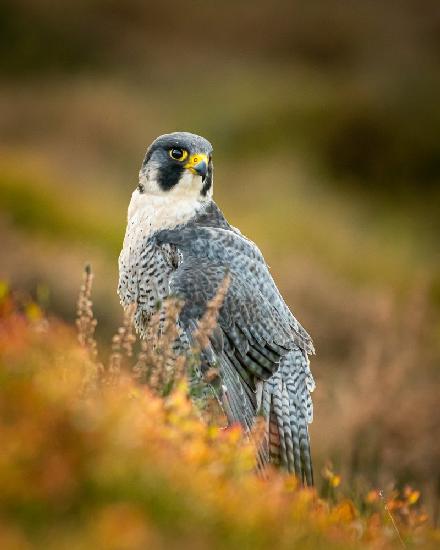 Peregrine in Heather