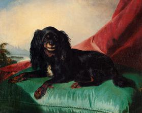 A King Charles Spaniel on a Green Cushion