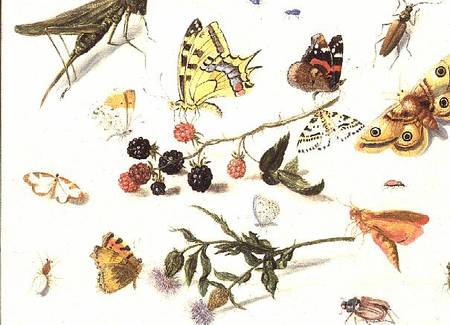 Study of Insects, Flowers and Fruits od Ferdinand van Kessel