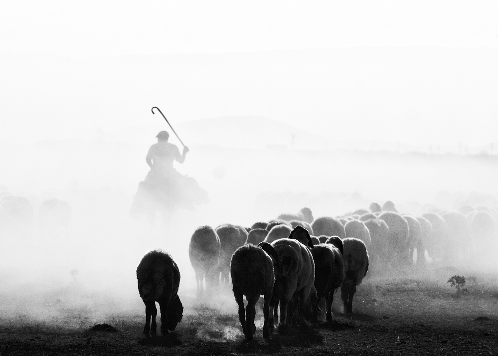 black and white sheep flock od feyzullah tunc
