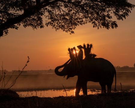 Elephant Village