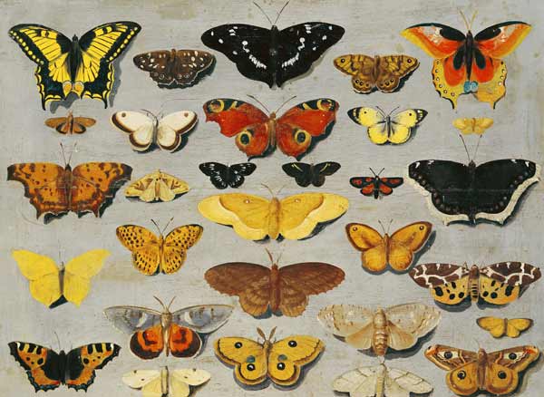 Butterflies od Flemish School