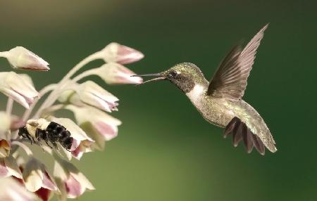 hummingbird in action