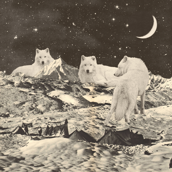 Three Giant White Wolves on Mountains od Florent Bodart