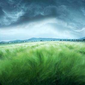 Barley Field