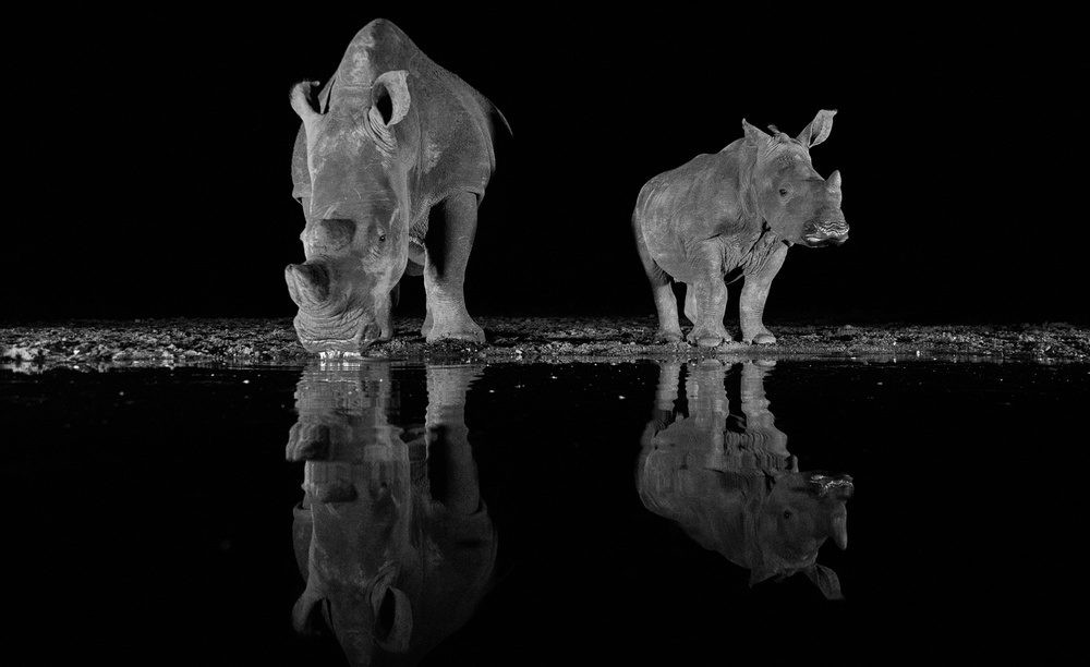Rhinos drinking at night od FrancoisVenter