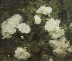 White Roses