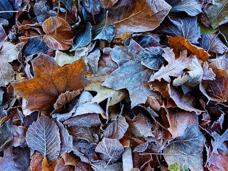 Icy Leaves