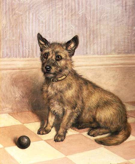 Waiting to Play, a Cairn terrier with a ball od Frank Paton