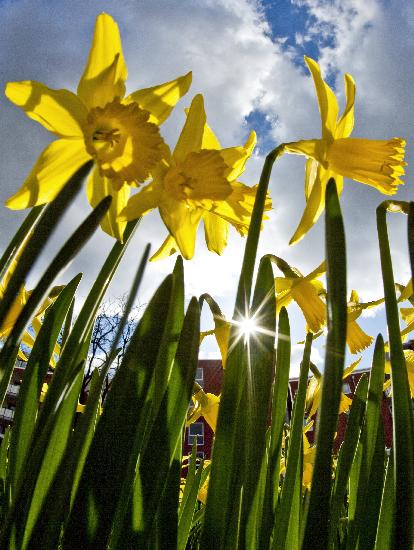 Osterglocken im Sonnenschein od Frank Rumpenhorst