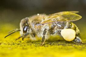 Bienen fliegen schon