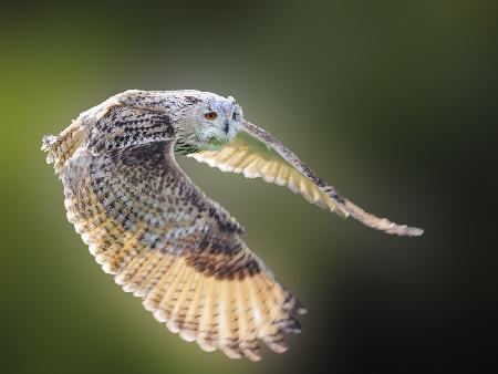 Flying Owl