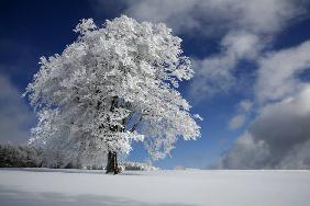 White Windbuche in Black Forest