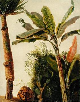 Banana Tree