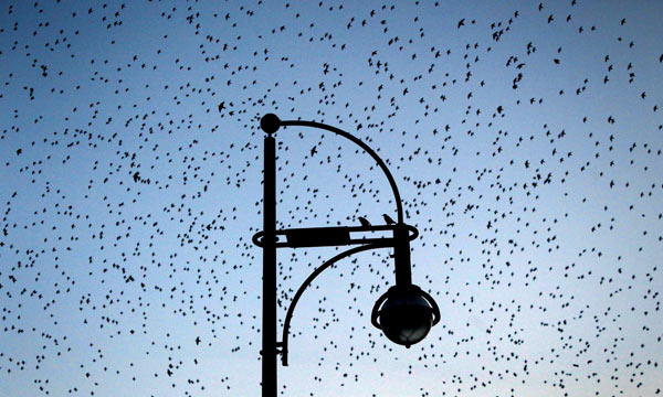 Tausende Stare fliegen am Himmel über Mainz od Fredrik Von Erichsen