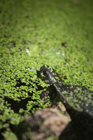 Sumpfschildkröte in der Pfalz od Fredrik Von Erichsen