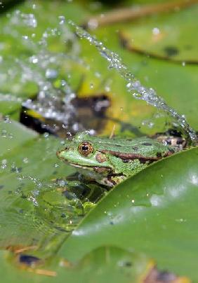 Frosch im Botanischen Garten in Gießen