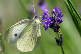 Schmetterling im Botanischen Garten in Gießen