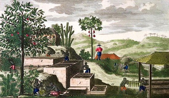 Indigo Plant, illustration from ''Histoire des Antilles'' Jean Baptiste Labat (1663-1738) (see also  od French School