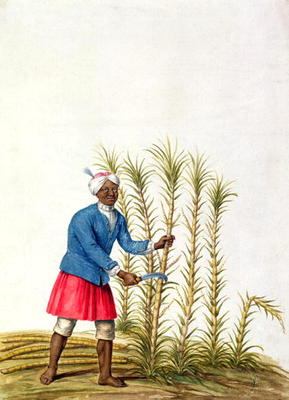 Slave cutting sugar cane, from the Illes de l'Amerique in the Antilles, end of the 17th century (w/c od French School, (17th century)