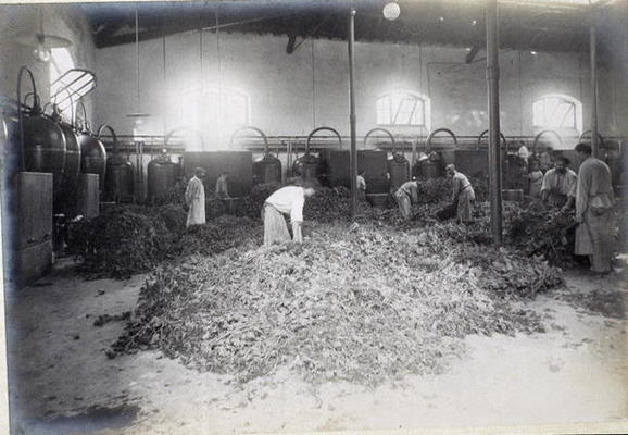 Distillation of Geranium, from 'Industrie des Parfums a Grasse', c.1900 (photo) od French School, (20th century)