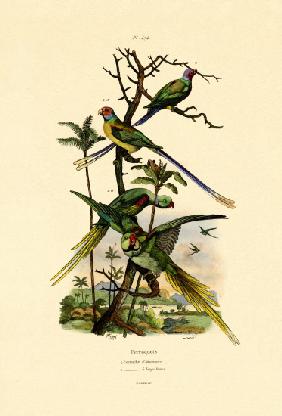 Alexandrine Parakeet