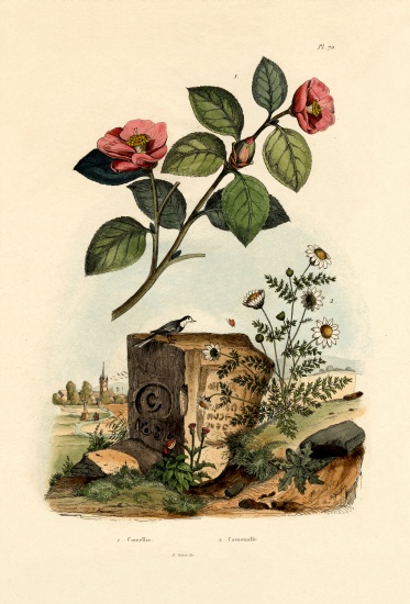 Camellia od French School, (19th century)