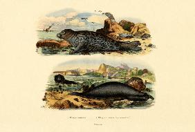 Common Seal