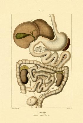 Digestive System