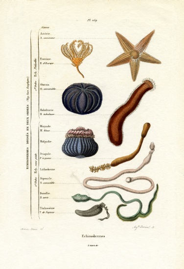 Echinoderms od French School, (19th century)