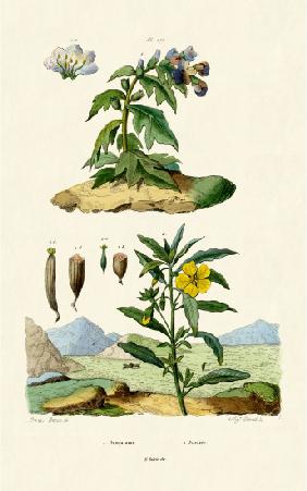 Henbane