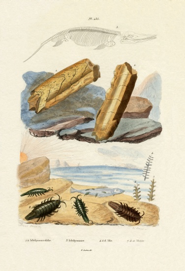 Ichtyosaurus od French School, (19th century)