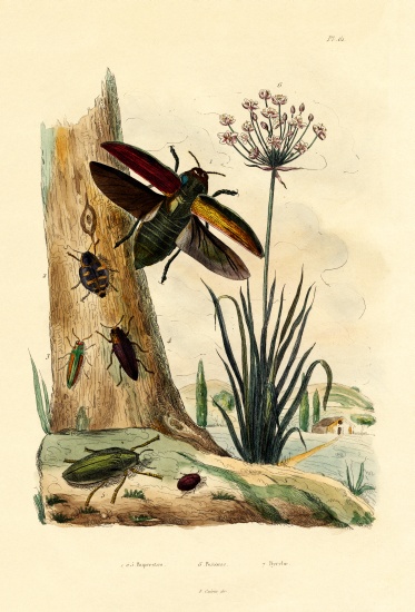 Jewel Beetles od French School, (19th century)