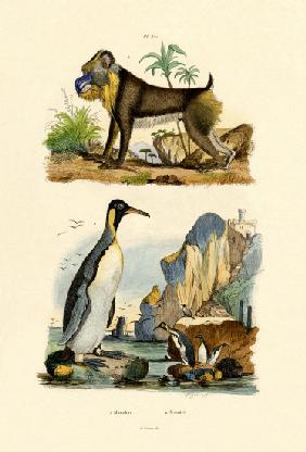 King Penguin