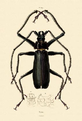 Long-horned Beetle