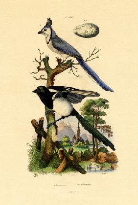 Magpie Jay