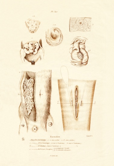 Mammary Glands od French School, (19th century)
