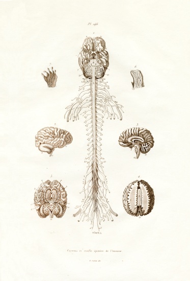 Nervous system od French School, (19th century)