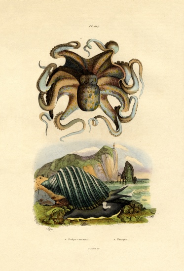 Octopus od French School, (19th century)