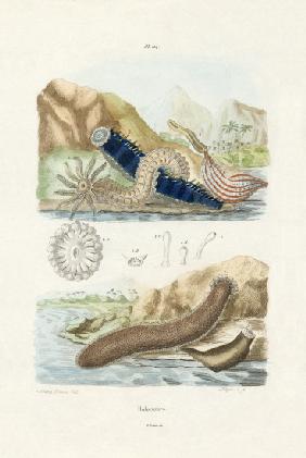 Sea Cucumbers