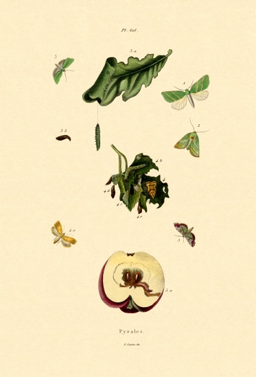 Snout Moths od French School, (19th century)