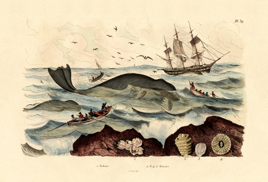 Whale od French School, (19th century)