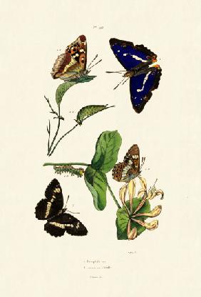 White Admiral