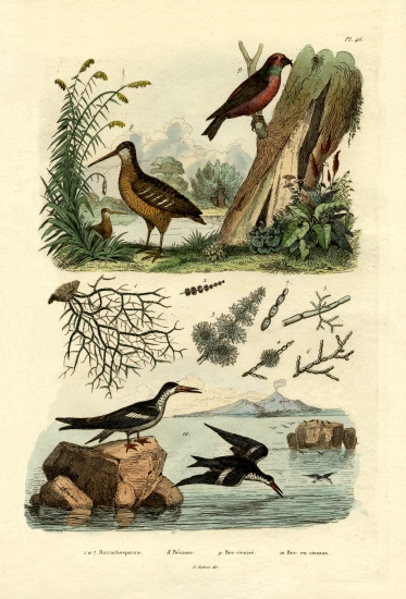Woodcock od French School, (19th century)