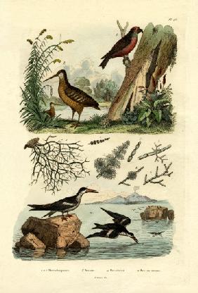 Woodcock