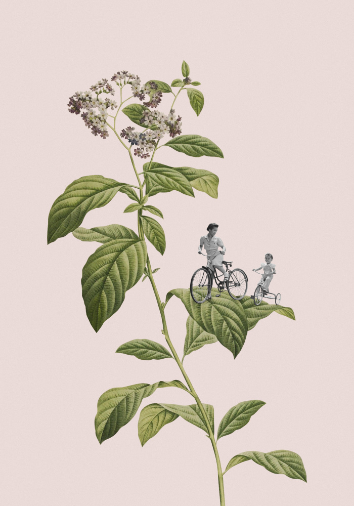 Botanical cycling od Frida Floral Studio